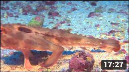 El tesoro es la Isla