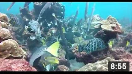 La Isla del Coco, Un Tesoro Oceánico