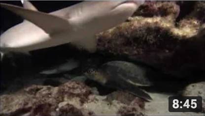 Un tesoro para proteger