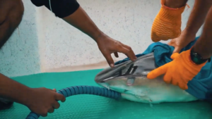 Resumen Investigación y conservación de tiburones migratorios del Parque Nacional Isla del Coco