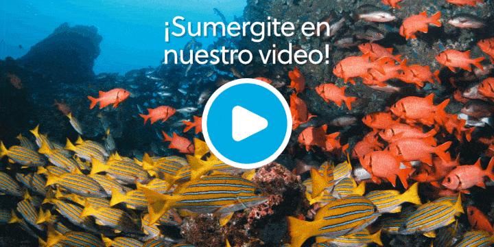 ¡Sumergite en nuestro video!