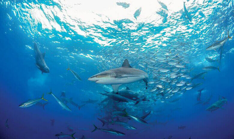 el tesoro de la riqueza marina