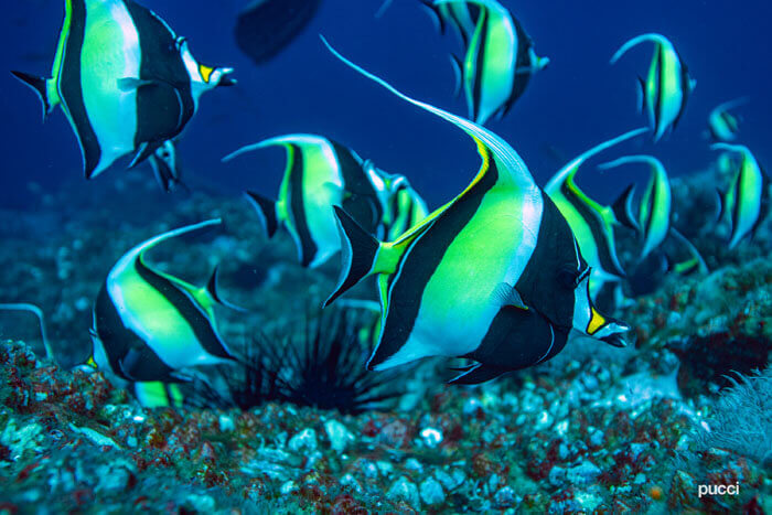 Idolomoros, Isla del Coco