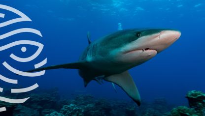 Galardón Isla del Coco