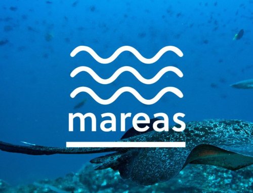 FAICO launches Mareas, a bimonthly newsletter to spotlight conservation efforts on Cocos Island