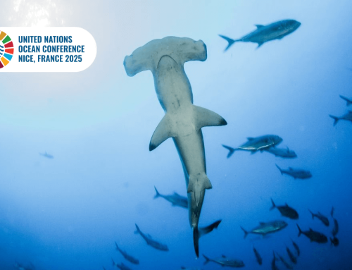 Faico to actively participate in UNOC 3 with key events and presence at the Costa Rica Pavilion