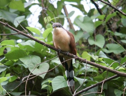 En el Día de la Madre, celebramos el cuidado parental…en la naturaleza