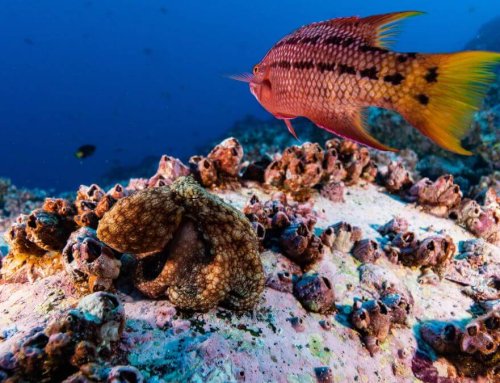 Columna Mareas: Faico aliado clave para enfrentar el reto de la conservación efectiva de las Áreas Marinas Protegidas Oceánicas de Costa Rica Copiar