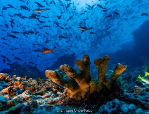 Conservación marina con enfoque regional: el aporte del CMAR para el mundo