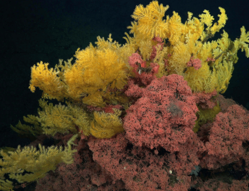 Un nuevo coral de aguas profundas en Costa Rica recibe un nombre inspirado en el élfico de Tolkien
