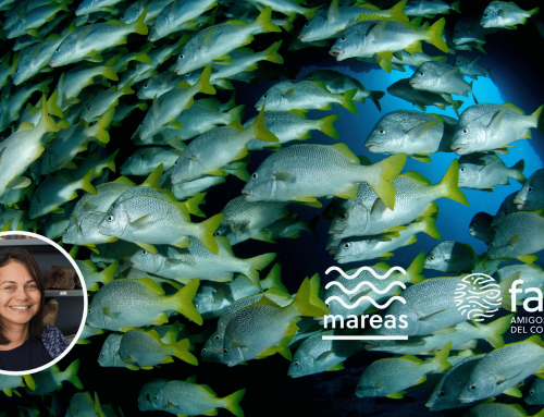 Fósiles de la Costa Rica Desconocida: El Fondo Oceánico